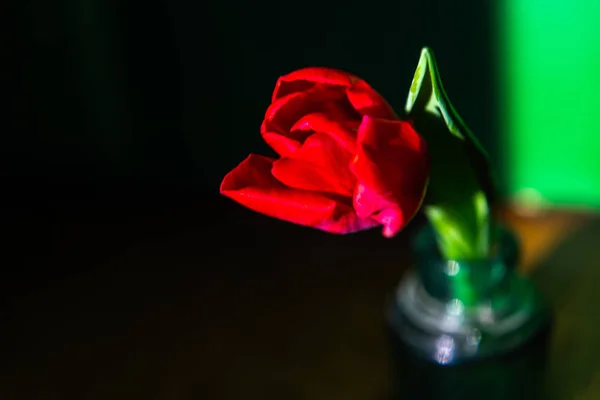 Red Tulip in vintage glass bottle on blurred background — Stock Photo, Image