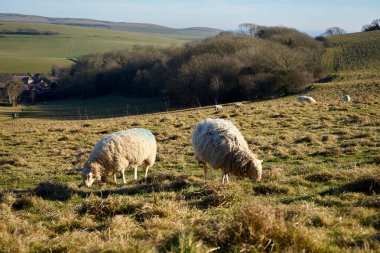 Köy manzaralı tarlada ot yiyen koyun