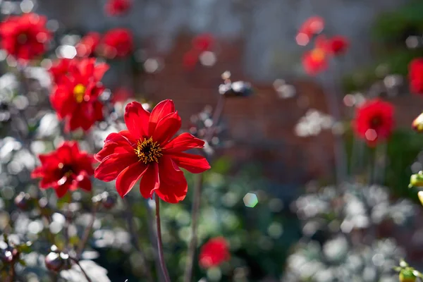 Llandaff'lı Dahlia Piskoposu bulanık bir arka planda. Makro