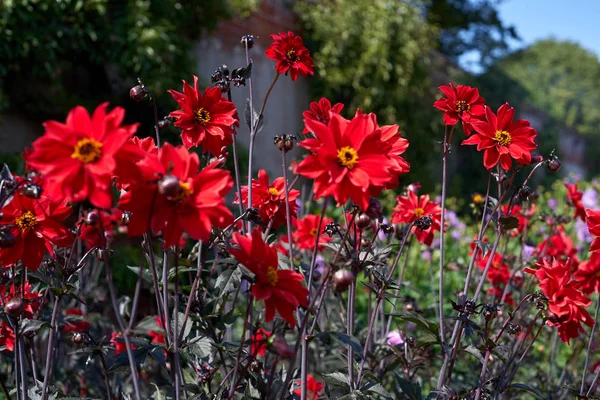 Llandaff'lı Dahlia Piskoposu bulanık bir arka planda. Yakın çekim