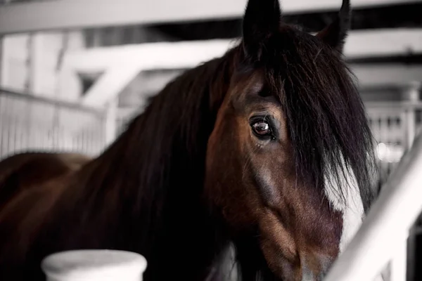馬の目ダークブラウンの馬の頭のクローズアップ — ストック写真