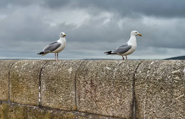 Due gabbiani in piedi su un ponte di pietra vicino all'oceano. Da vicino. — Foto Stock