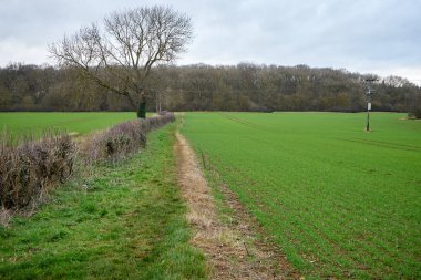 Warm winter in England. View with walkway, big tree, fields and forest