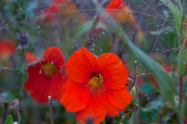 Sonbahar bahçesindeki nasturtiyumlara odaklan. Kapat.