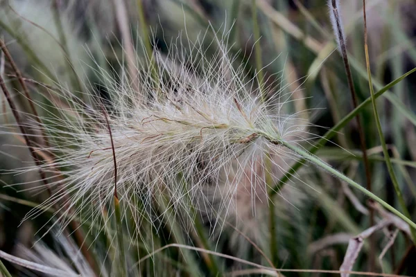Bulanık arka planda makro yumuşak sonbahar çimeni — Stok fotoğraf