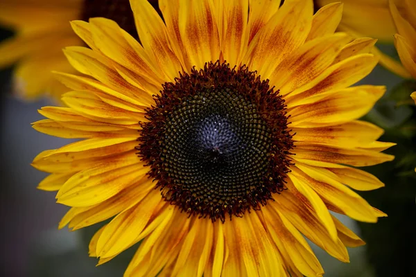 Sunflower head in blurred background. Macro shot