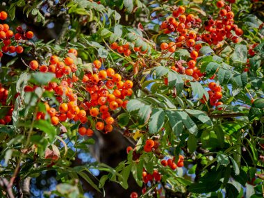 Sonbaharda Rowan ağacı. Kapat.
