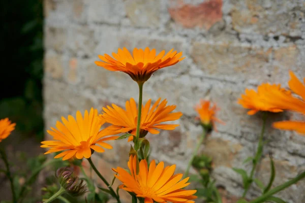 Calendula ile odaklanmış arka plan. Yazın başında. Kapat.