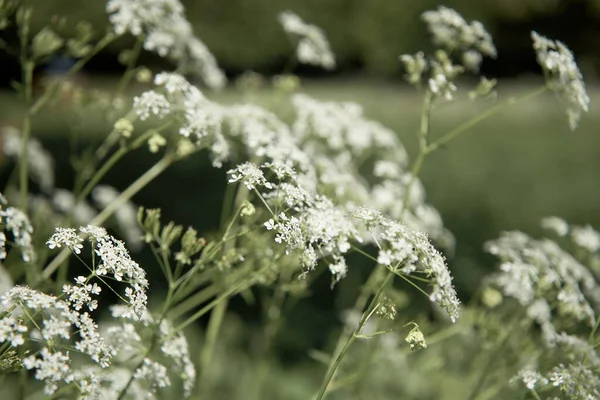 Defocused blurred background with Queen Annes Lace meadow — Stock Photo, Image
