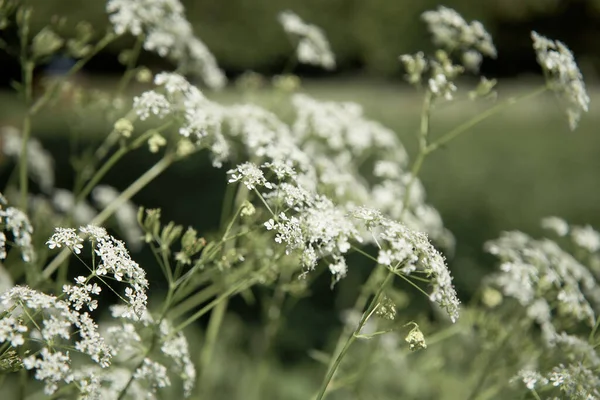 Desfocado fundo embaçado com Queen Annes Lace prado — Fotografia de Stock