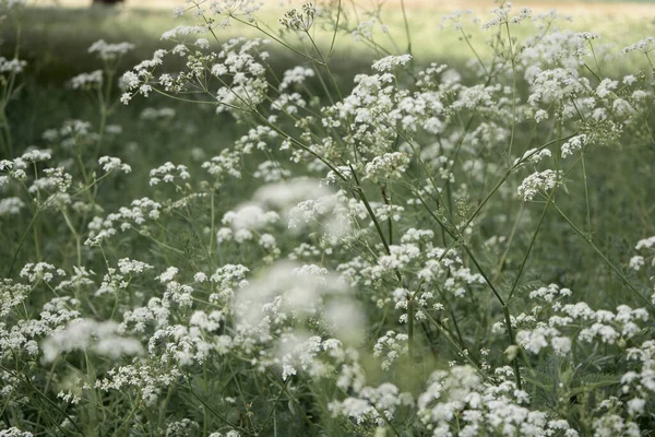 Defokted homályos háttér Queen Annes Lace rét Jogdíjmentes Stock Fotók