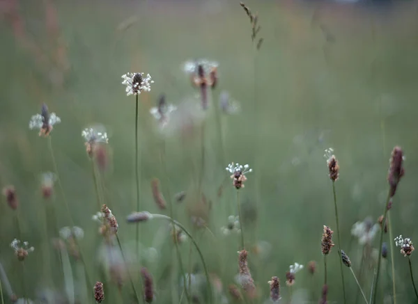 Rozostřené rané letní louky pozadí. Zavřít — Stock fotografie