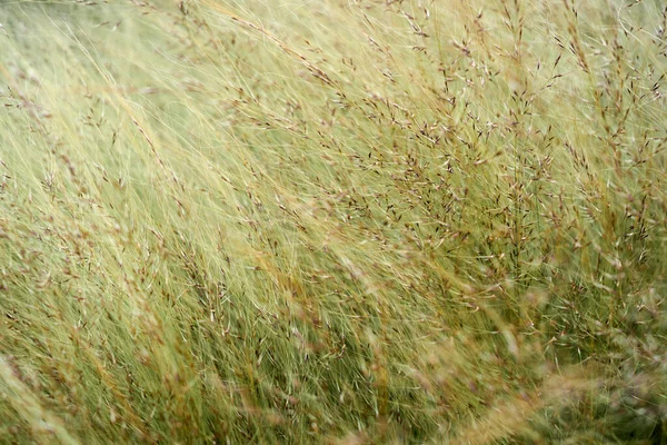 Oskärpa, suddig sommar äng gräs bakgrund. Närbild — Stockfoto