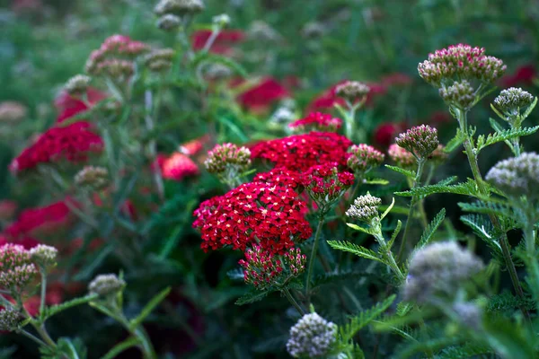 Rozostřené pozadí letních zahradních květin. Karafiáty. Zavřít, rozmazané — Stock fotografie