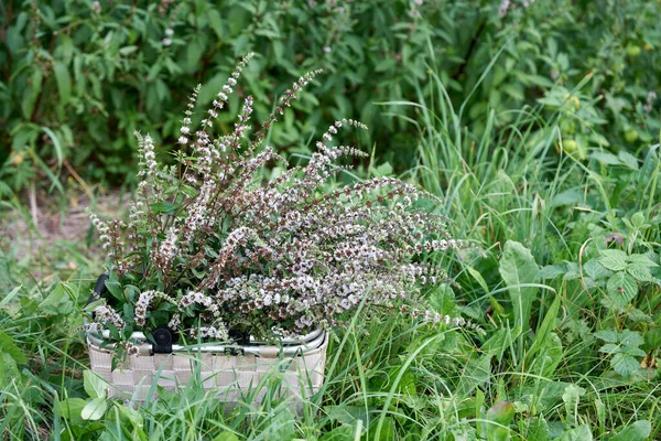 Selektivní zaměření na koš s čerstvě nakrájenou mátou peprnou v rozmazané letní zahradě — Stock fotografie