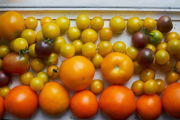 Frisch gepflückte Tomaten auf der weißen Fensterbank. Nahaufnahme — Stockfoto