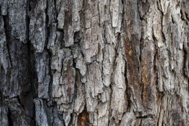 Lapa lapa doku ile gövde