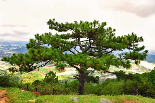 Pine Tree Lang Biang Mountains Natural Park Dalat South Vietnam — Stock Photo, Image