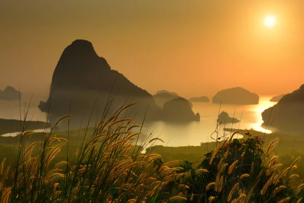 Hermosas Hierbas Florecen Con Fondo Amanecer Mirador Samet Nangshe Provincia —  Fotos de Stock