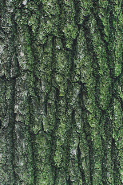 Corteccia di albero verde . — Foto Stock