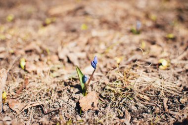 Yerden çiğdem çiçeği filizi.
