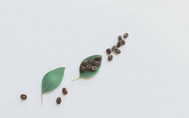 Yeşil yapraklı kahve çekirdekleri..