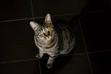 Sarı gözlü evcil kedi.