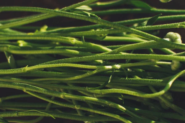 Sfondo di steli verdi di piante . — Foto Stock