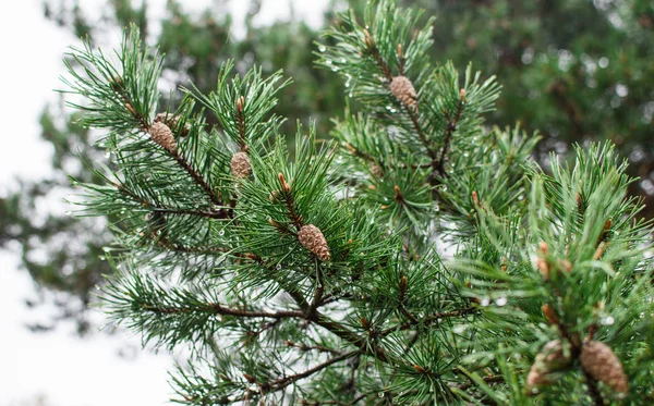 Pine branch in the rain drops. — Stock Photo, Image