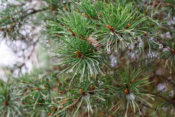 Ramo di pino sotto la pioggia gocce . — Foto Stock