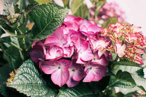 Flores cor de rosa de hortênsia . — Fotografia de Stock