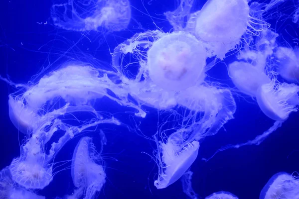 Muchas medusas hermosas en el acuario . — Foto de Stock