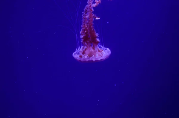 Bela água-viva no aquário. — Fotografia de Stock