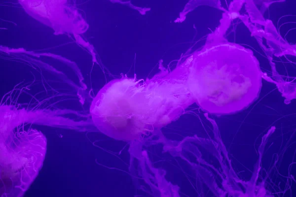 Hermosas medusas en el acuario. — Foto de Stock