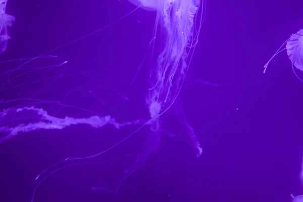 Makro av delar av vackra maneter i akvariet. — Stockfoto