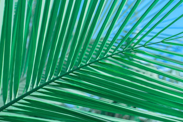 Folha de palmeira. — Fotografia de Stock