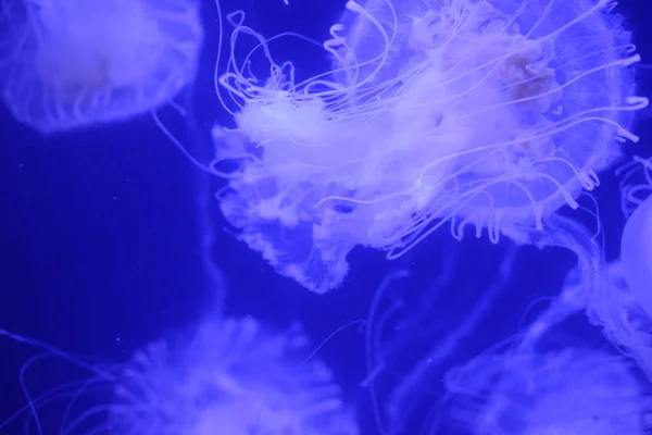 Hermosas medusas en el acuario. — Foto de Stock