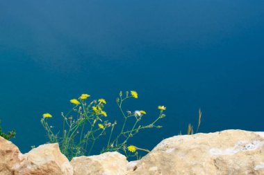 Sarı karahindiba doğadaki.