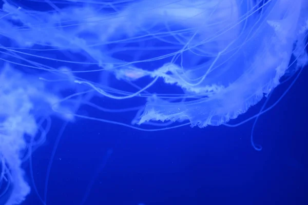 Macro de partes de hermosas medusas en el acuario . — Foto de Stock