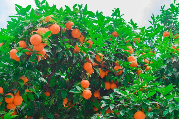 Mandalina dolu ağaç. — Stok fotoğraf