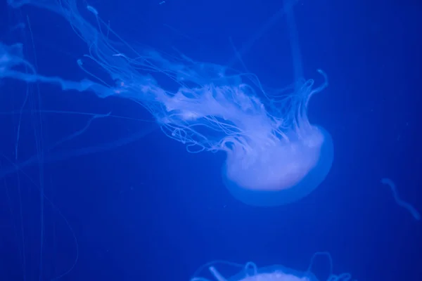 Hermosas medusas en el acuario. — Foto de Stock