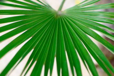 Büyük palmiye yaprağı.
