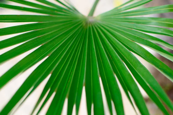 Folha de palma grande . — Fotografia de Stock