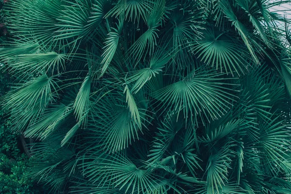 Folhas de palmeira. — Fotografia de Stock