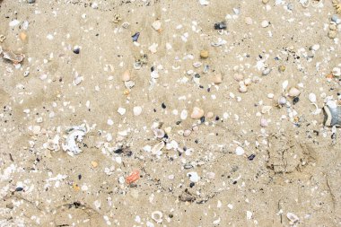 Kabukları ve çakıl taşları ile kumlu yüzey.