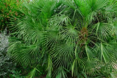 Palmiye yaprakları.