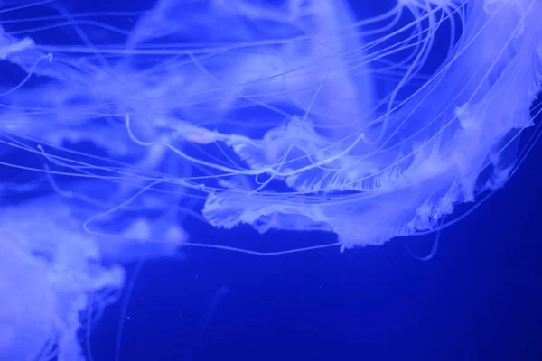 Macro de partes de hermosas medusas en el acuario . — Foto de Stock