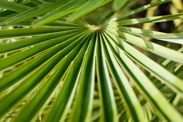 Büyük palmiye yaprağı.