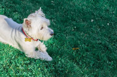 beyaz köpek çim üzerinde yalan.