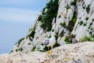 Dağda civciv ile Martı.